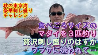 【秋の東京湾豪華刺し盛りチャレンジ】珍しく素直に食ってきて八景沖で食べごろマダイ。久里浜ワラサとは断交！～動かしすぎないと肝に銘じて紅葉鯛狙い～（2021.9.11 金沢八景・一之瀬丸 マダイワラサ)