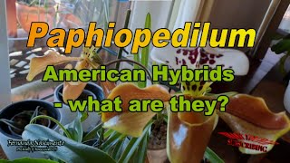 PAPHIOPEDILUM -The American Hybrids 🌷🌱 LEGENDAS em PORTUGUÊS