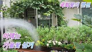 [230827] 가을꽃, 국화의 변신은 자유