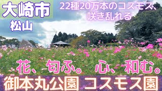 コスモス園 - 御本丸公園 - 大崎市松山 2021/09/10