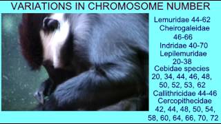 FUSION OF APE CHROMOSOMES FORMING HUMAN CHROMOSOME 2