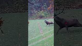 Big stag on a Driven hunt #hunting #hunting #hunter #drivenhunt #france #wildboar