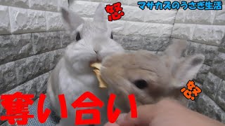 うさぎの仲良し姉妹並んで仲良くモグモグ♪時々ケンカ？ 飼い主お手製のおやつを頬張るネザーランドドワーフ