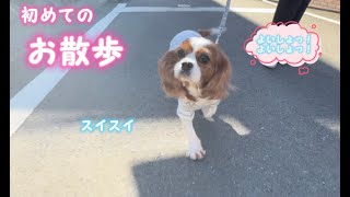 【初めてのお散歩】 #キャバリア #保護犬 #犬のいる暮らし #散歩