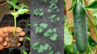 How to plant and grow cucumber I Grafting Skill