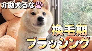 【柴犬介助犬】るなちゃんブラッシング［柴犬介助犬るな］