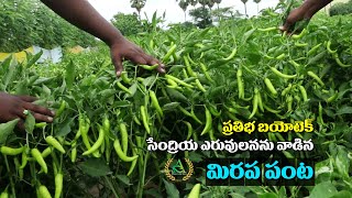 Best Fertilizer for chilli farming | prathibha biotech | Annapurna agri space |chilli farming telugu