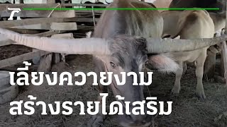 เกษตรทำเงิน : เลี้ยงควายงาม สร้างรายได้เสริม | 17-09-65 | ตะลอนข่าวสุดสัปดาห์