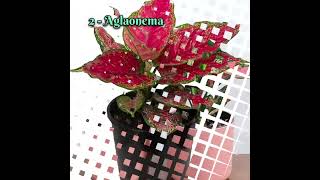 5 very colour full and decorative indoor plants #plants #short #video #spiderplant