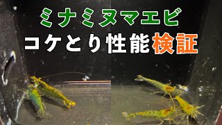 ミナミヌマエビは一体どのくらい苔を取ってくれるのだろうか