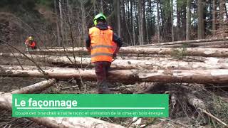 ISETA FORET - Abattages manuels