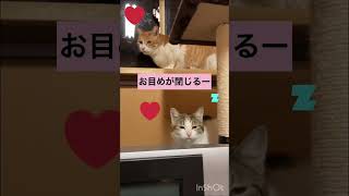 怖いより眠いが勝つ子猫🤭#shorts #子猫 #保護猫達の日常