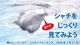 シャチをじっくり見てみよう【2020年7月21日　鴨川シーワールド　シャチパフォーマンス】Killer whale performance, Kamogawa Sea World, Japan