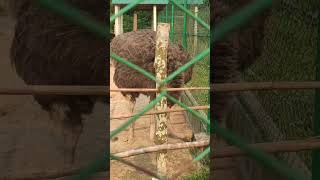 উটপাখি | Common ostrich | Cheetahs Chasing Ostrich
