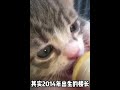 9岁流浪猫逆袭大学校宠，就连招生指标也靠它，活成了猫界天花板 002