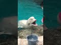 【ベルーガ】ボールで遊びたいベルーガ @名古屋港水族館