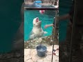 【ベルーガ】ボールで遊びたいベルーガ @名古屋港水族館