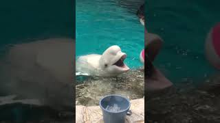 【ベルーガ】ボールで遊びたいベルーガ @名古屋港水族館