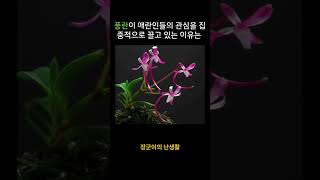 #풍란키우기 #소엽풍란 #부귀란 #風蘭 #난키우기 #장군이의난생활