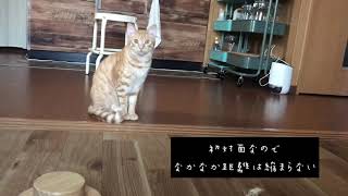 (食堂と暮らし+猫) 待ちに待った日♡