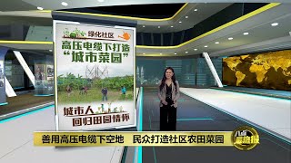 高压电缆下一片绿意   善用荒地打造社区菜园 | 八点最热报 28/03/2022