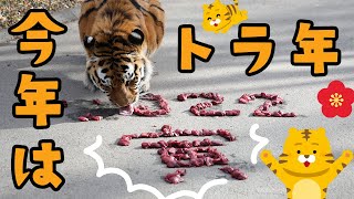 2022年はトラ年！寅年 🐯