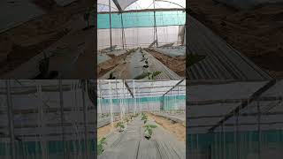 Cucumber crop polyhouse #punjabi #polyhouse #cucumber #khetibadi #farming #kisan #song #gardening