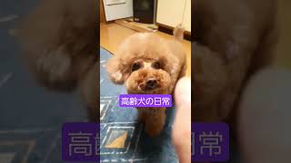 高齢犬の日常🐶トリミングうまくなりたい！#シニア犬との暮らし #老犬 #トイプー #テディベア #トリマー