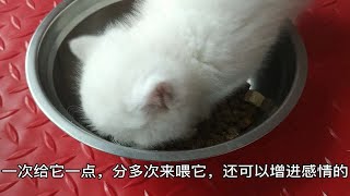 猫咪挑食的原因及解决方法