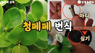 청페페 번식 방법 🌱 삽목으로 쉽게 해보세요~^^