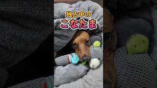 違いすぎでしょ... #shorts #ミニピン #miniaturepinscher