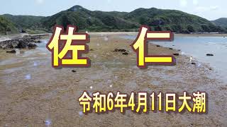 🌺２０２４奄美大島✨佐仁🥁アラセツ、シバサシ踊り予定🎵令和6年4月11日