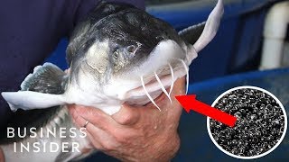 Inside America's Only Beluga Caviar Farm