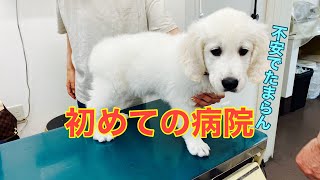 【ゴールデンレトリバー子犬】おもち君初めての病院！？