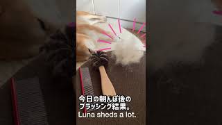 Vol.230 柴犬るな　ついに換毛期！ブラッシングの時間が長くて寝落ちする柴犬〜It's shedding.@shiba-dogg-lunachannel0913