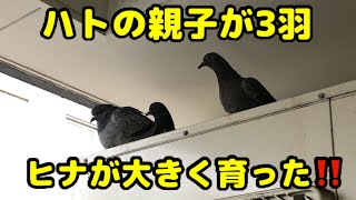 職場のベランダでハトの観察【④ヒナが大きくなりました】