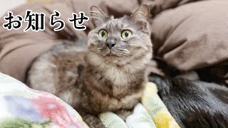 【ご報告】我が家の保護猫の体調についてお知らせがあります