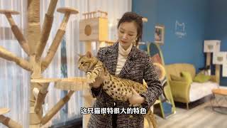 豹猫猫舍天花板 上海｜美银豹