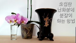 호접란 분갈이 방법: 꽃이 시든 호접란 난화분에 분갈이 할때 주의점. Repotting a phalaenopsis orchid in a ceramic pot.