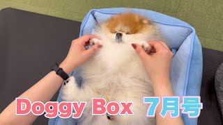 ポメラニアンとDoggy Box開封したら楽しくて可愛かった