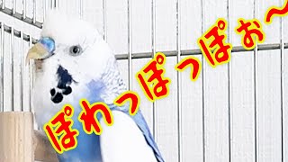 ワンルームの片隅でかわいい鳴き声を出すインコ（セキセイインコの銀時じょじょじょ♪日記）