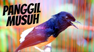 SUARA BURUNG MURAI BATU GACOR BUAT PANCINGAN MURAI BATU AGAR CEPET BUNYI EMOSI BONGKAR ISIAN