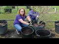 growing blueberries in containers