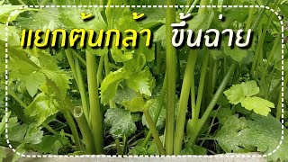 การแยกต้นกล้าขึ้นฉ่ายให้โตเร็ว ตัดกินได้หลายเดือน | สุขกาย สุขใจ