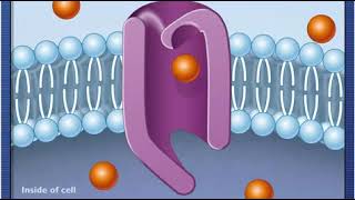 McG-H - How Facilitated Diffusion Works