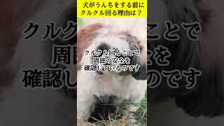 犬がうんちをする前にクルクル回る理由 #shorts #犬の雑学 #犬のトイレ