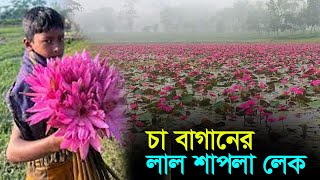 হবিগঞ্জের সবুজ চা বাগানের মাঝে লাল শাপলার লেক । Dinrat News । Habiganj । Water Lili