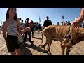 cash 2.0 great dane meeting new people in santa monica 137