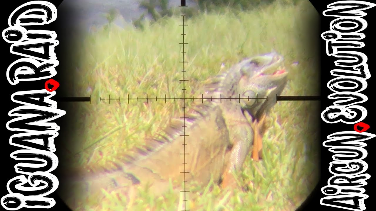 Iguana Pest Control South Florida Iguana Invasion Airgun Evolution