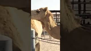 কাতার উটের খামার Qatar camel and goat farm